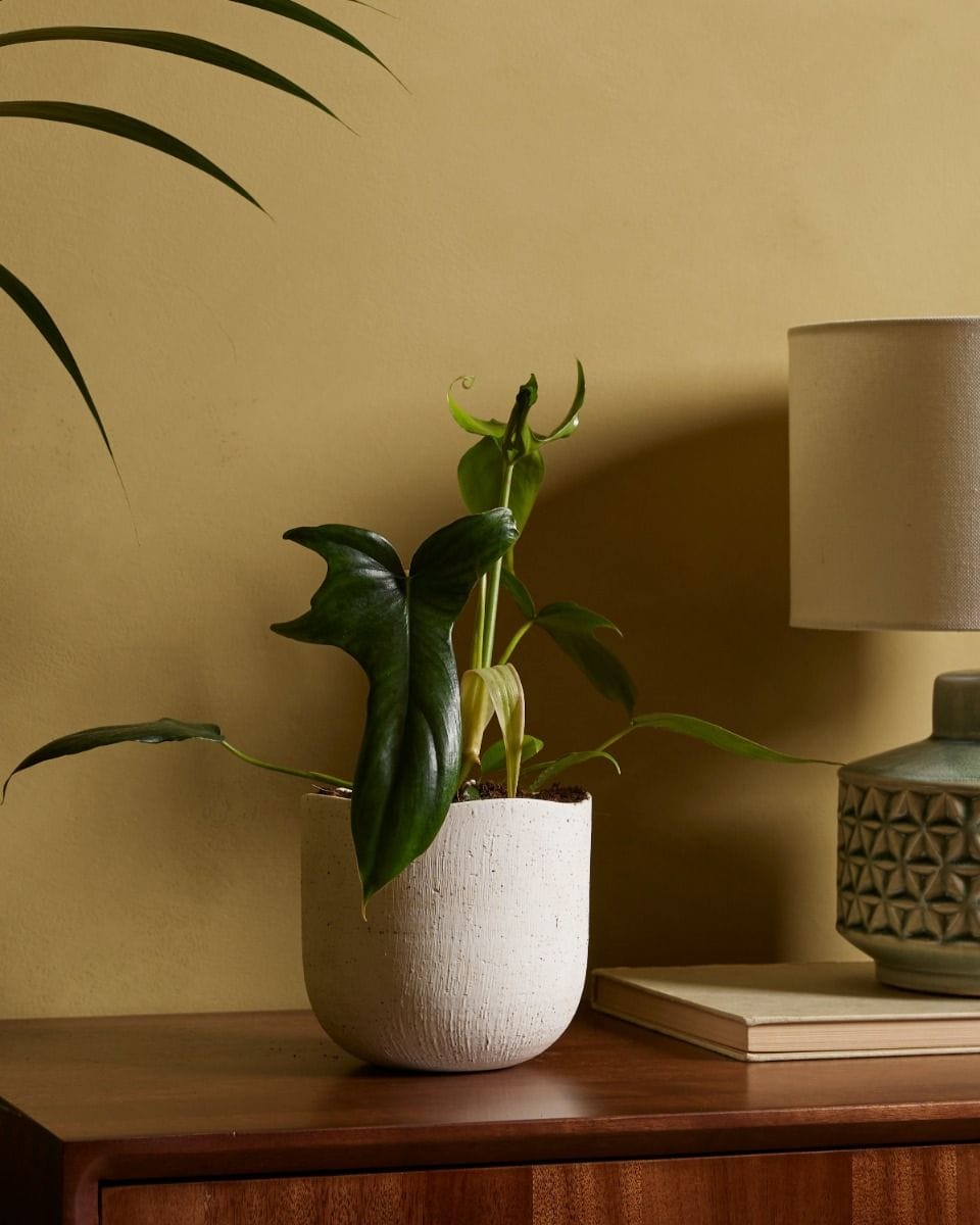 Philodendron Glad Hands