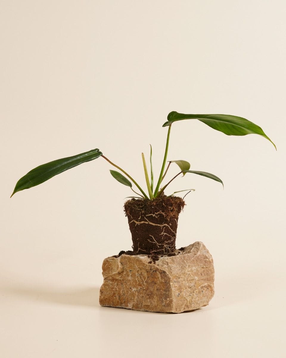 Philodendron Joepii