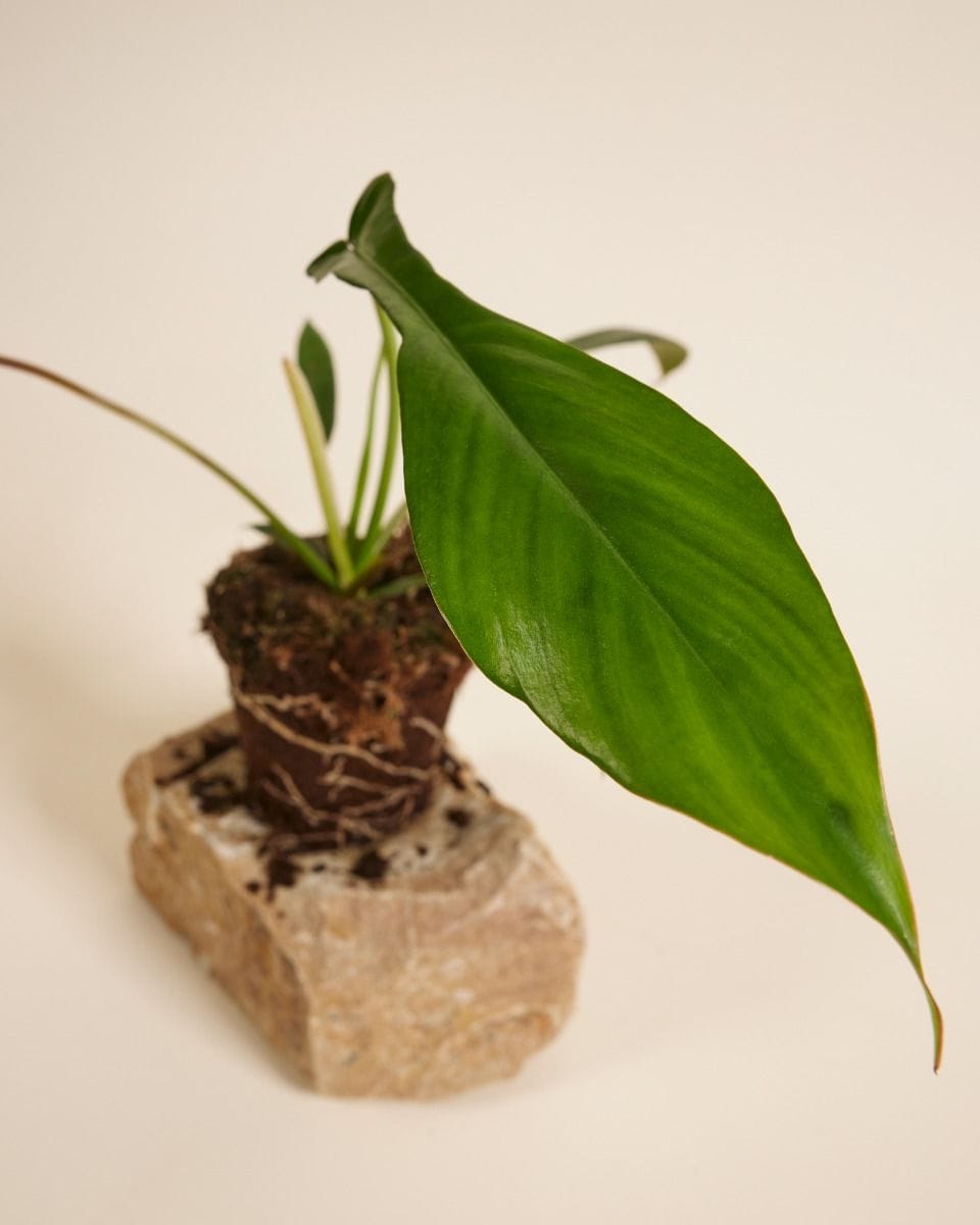Philodendron Joepii