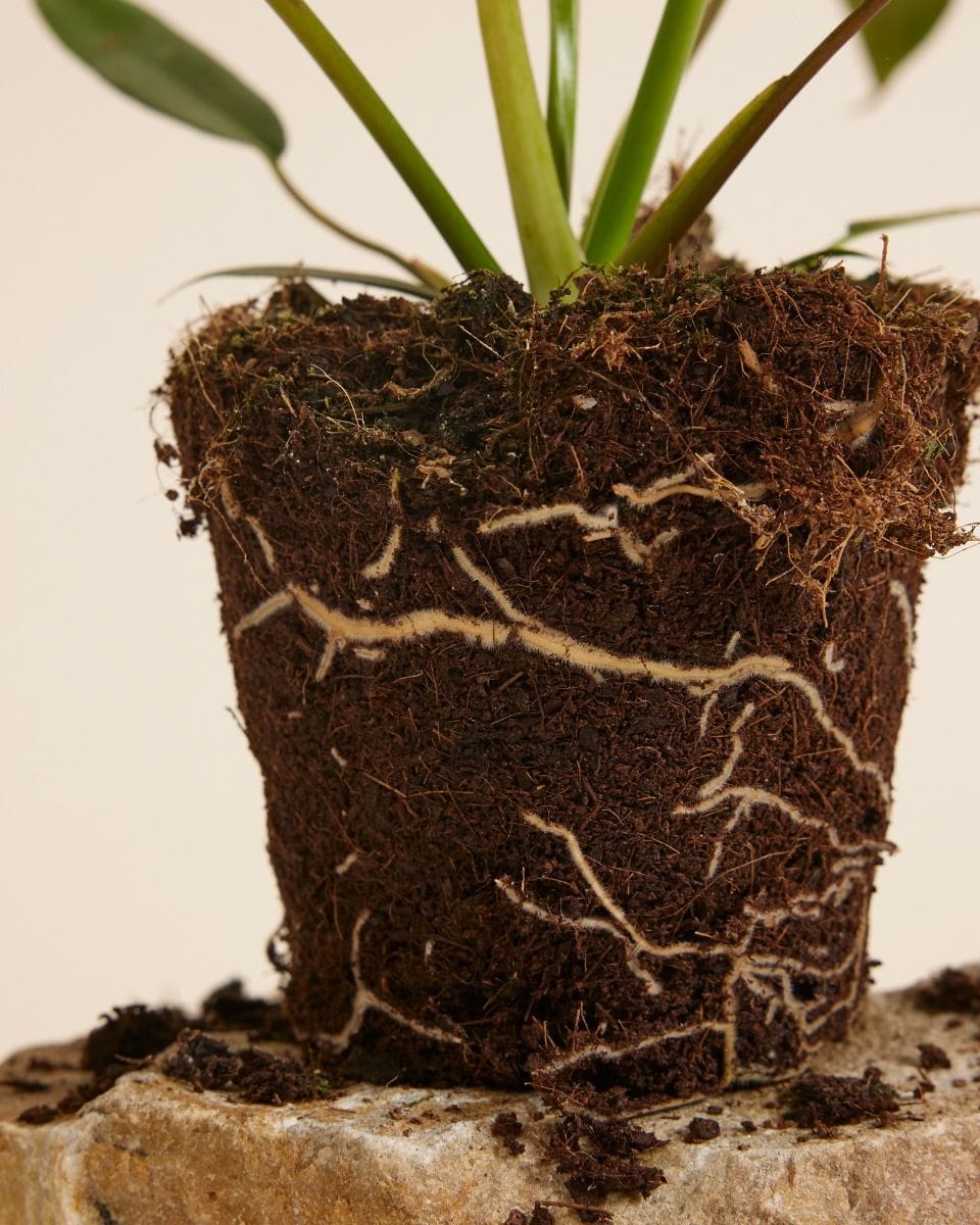 Philodendron Joepii