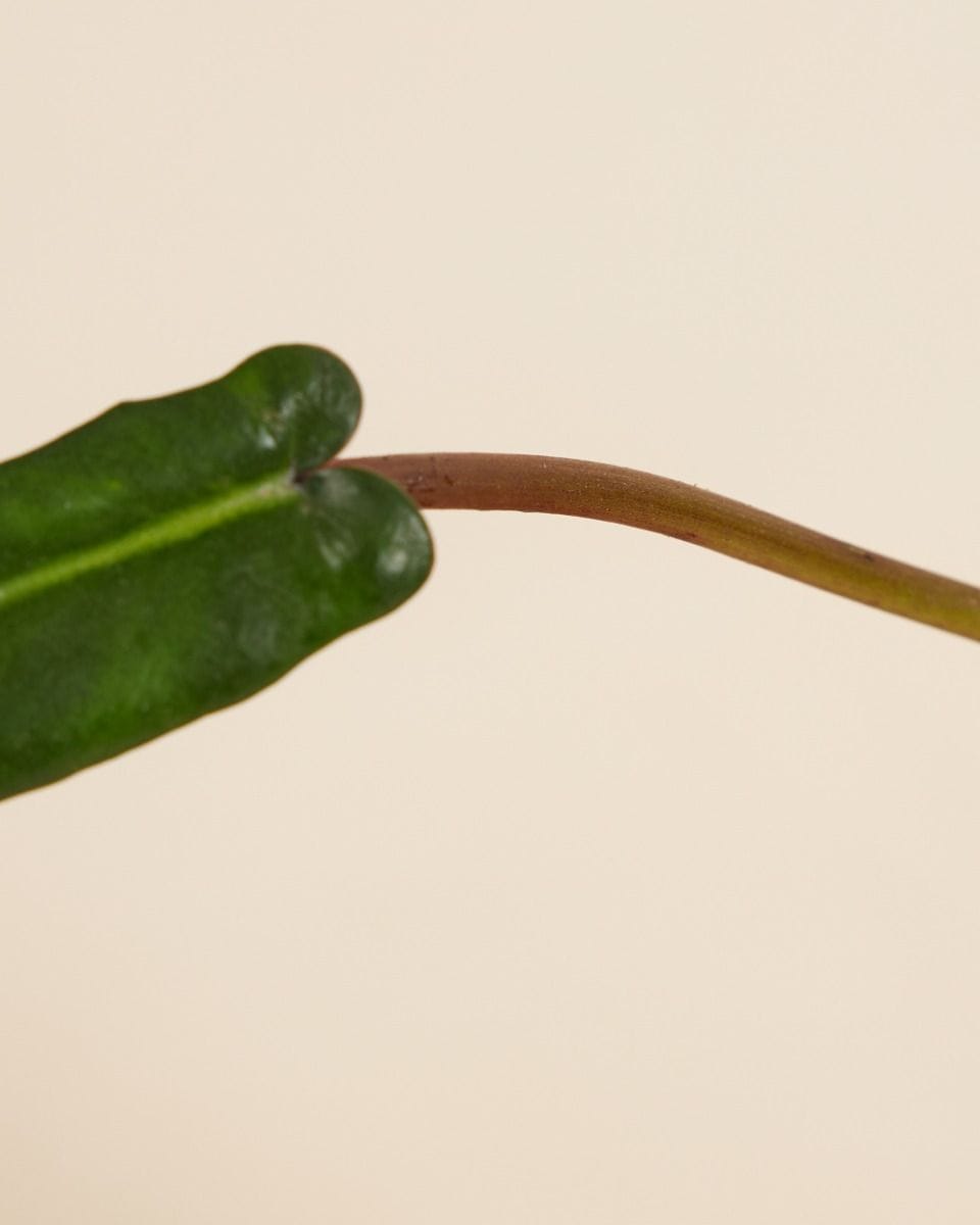 Philodendron Joepii
