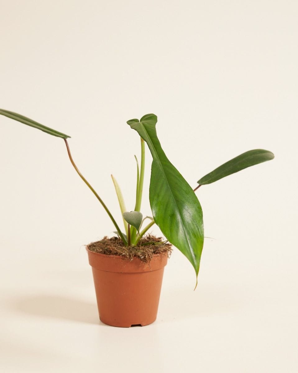 Philodendron Joepii