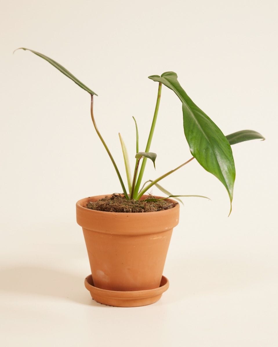 Philodendron Joepii