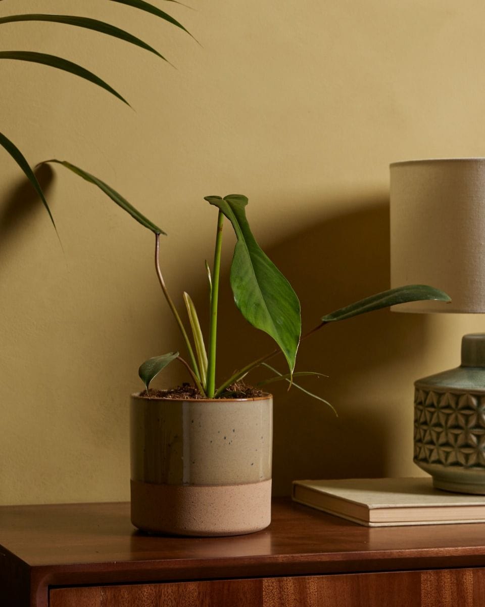 Philodendron Joepii