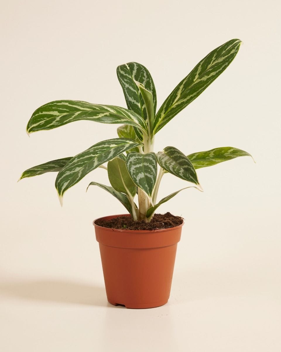 Aglaonema Chinese Evergreen Ivy Green