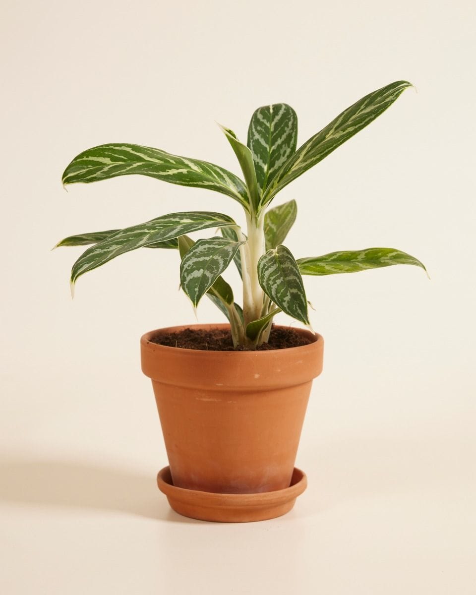 Aglaonema Chinese Evergreen Ivy Green