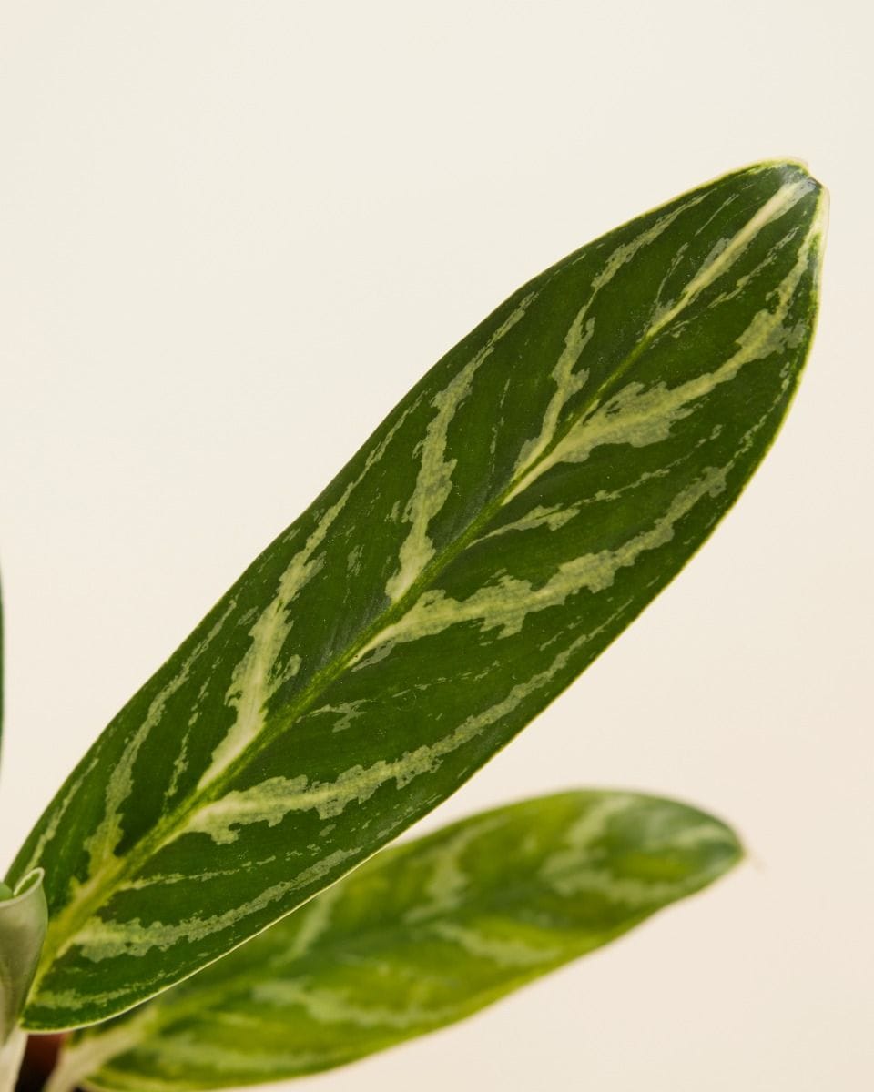 Aglaonema Chinese Evergreen Ivy Green