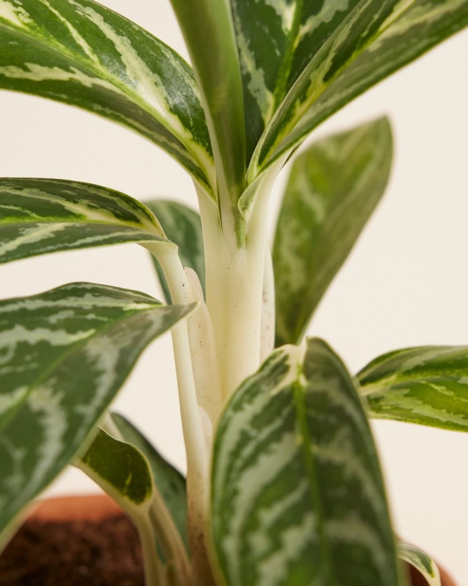 Aglaonema Chinese Evergreen Ivy Green