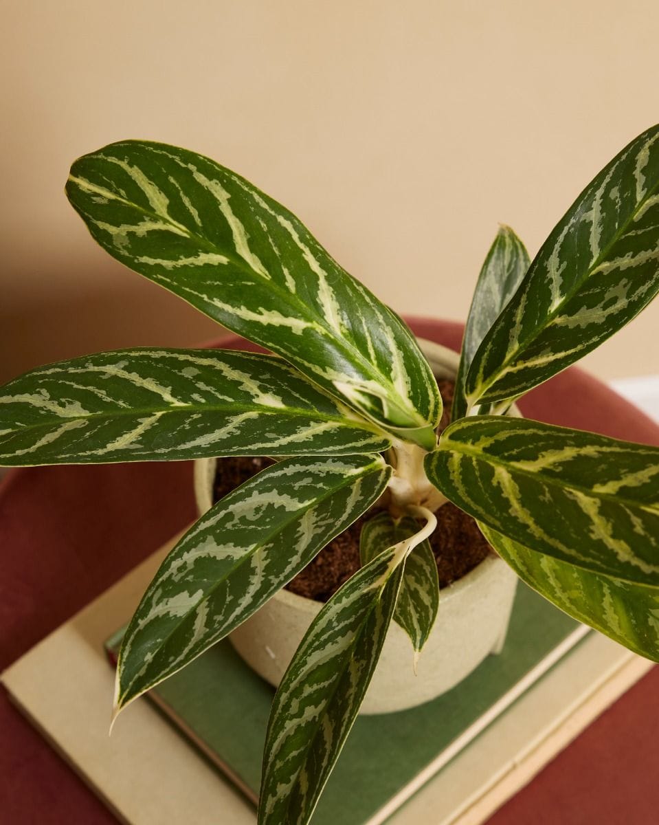 Aglaonema Chinese Evergreen Ivy Green