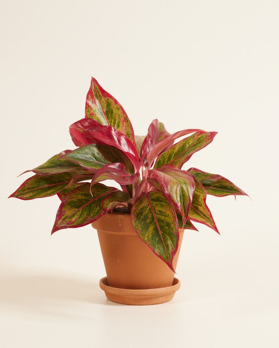 Aglaonema Chinese Evergreen Crete Flame