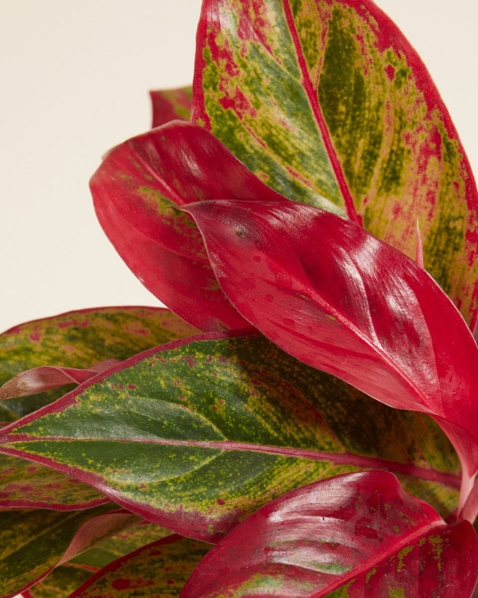 Aglaonema Chinese Evergreen Crete Flame