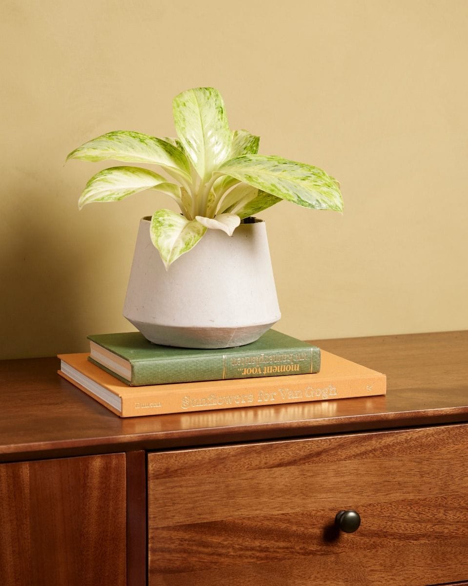 Aglaonema Chinese Evergreen Arctic Lime
