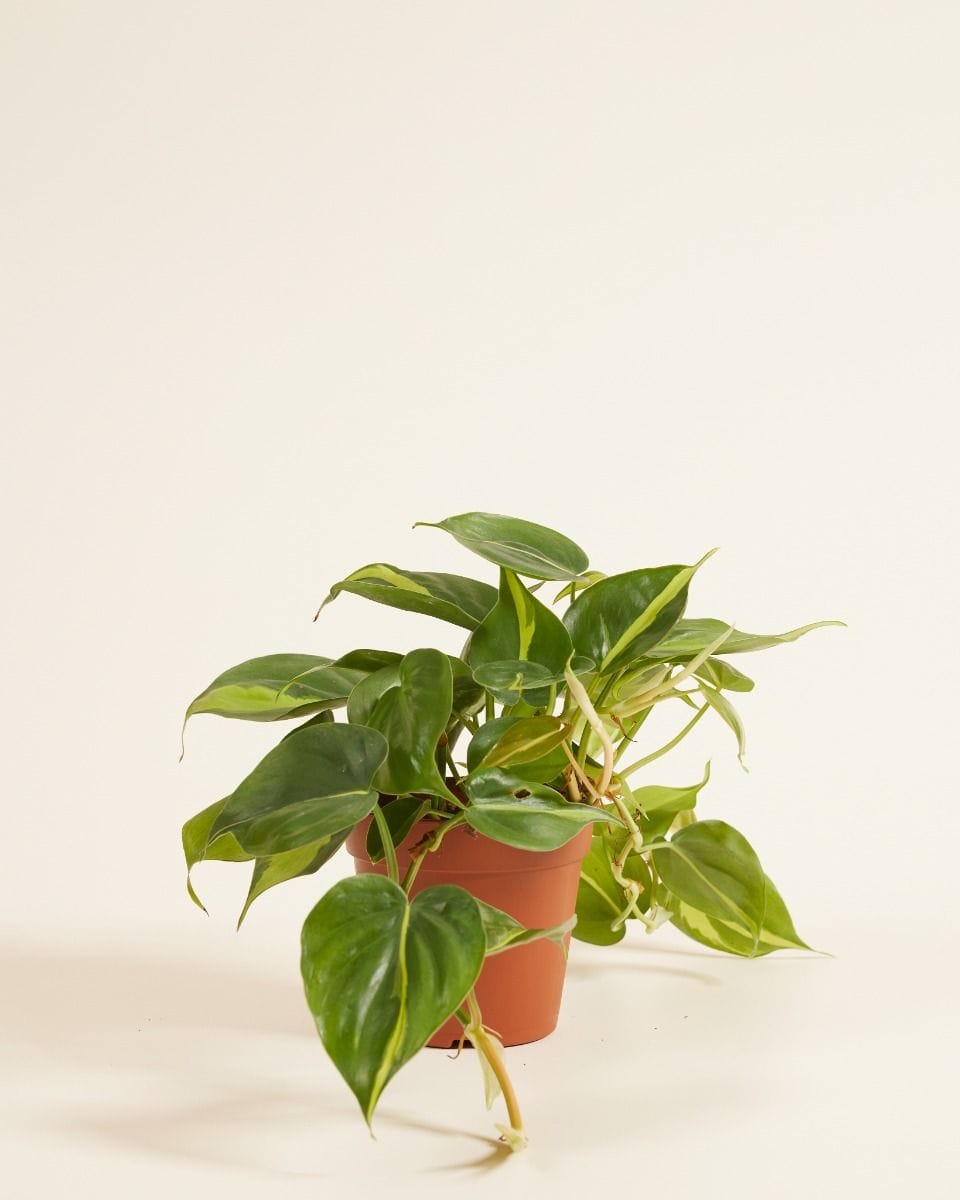 Philodendron Brasil