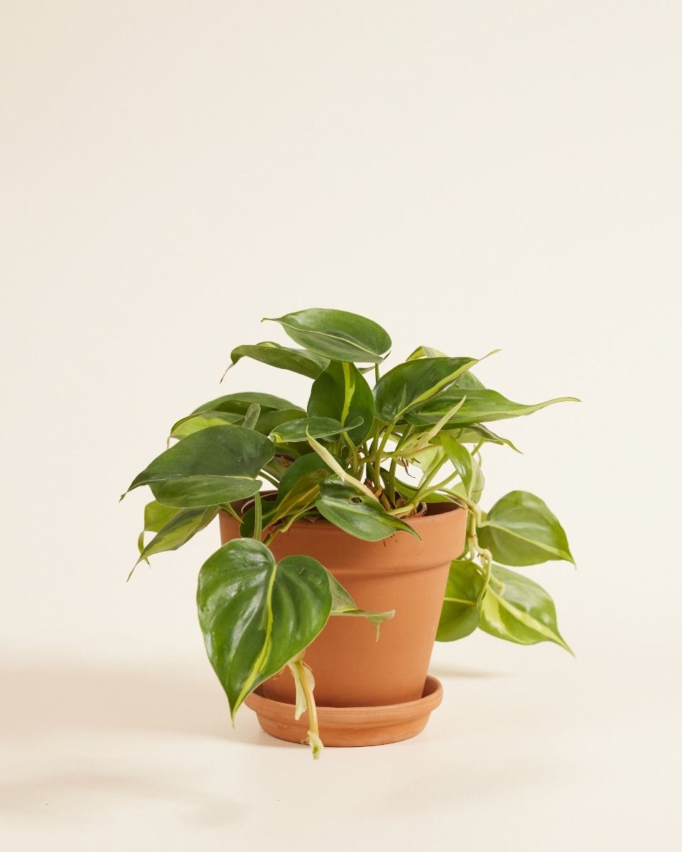 Philodendron Brasil