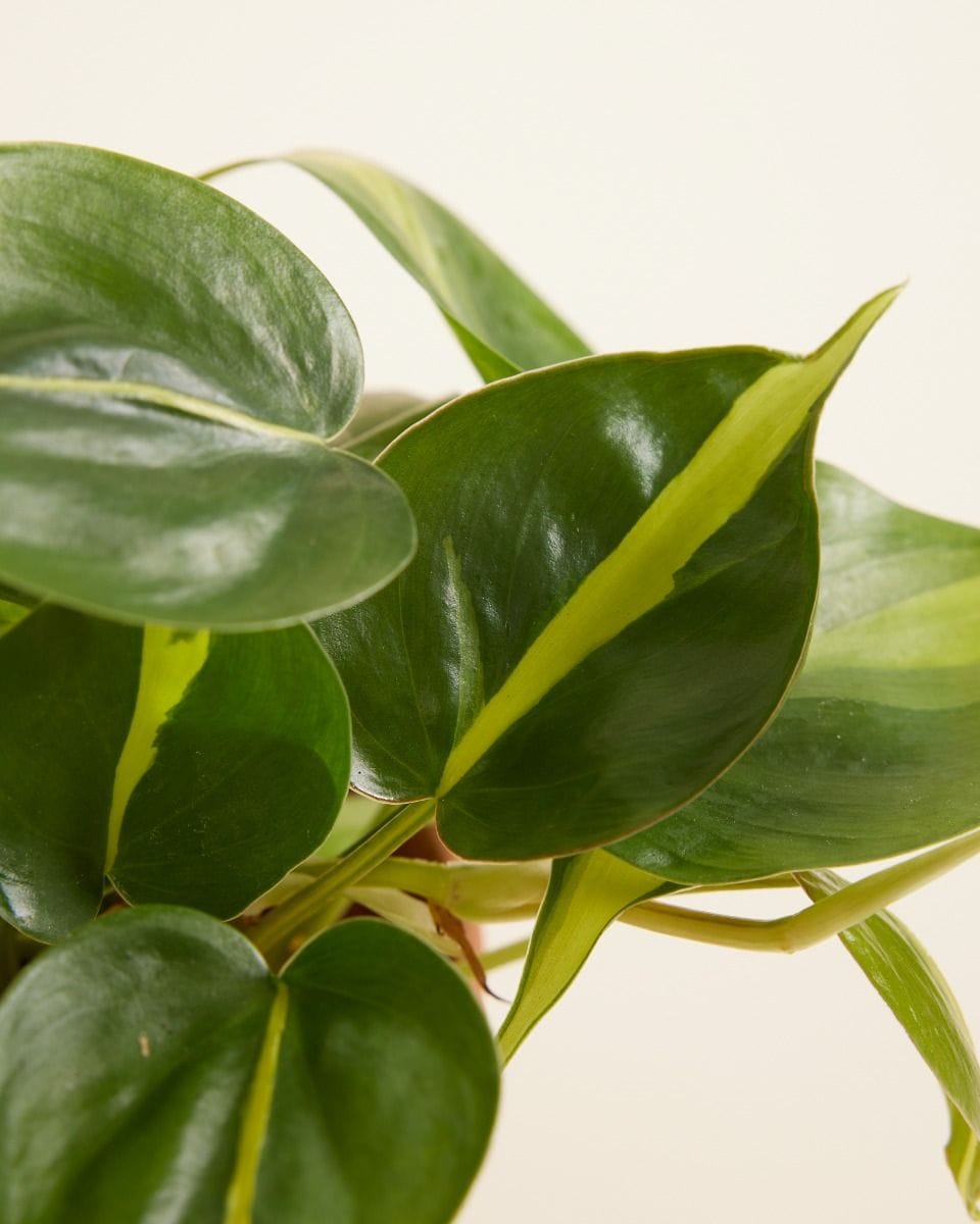 Philodendron Brasil