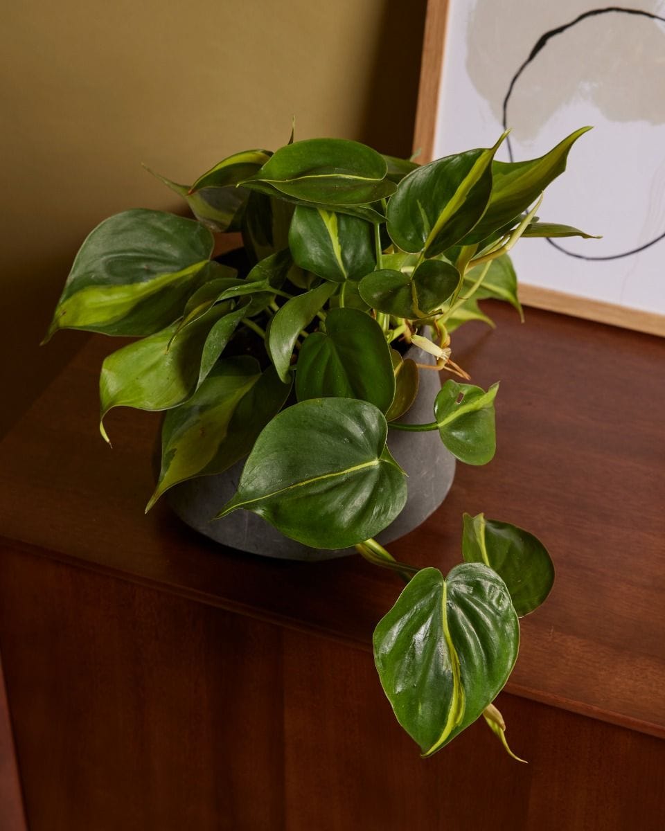 Philodendron Brasil