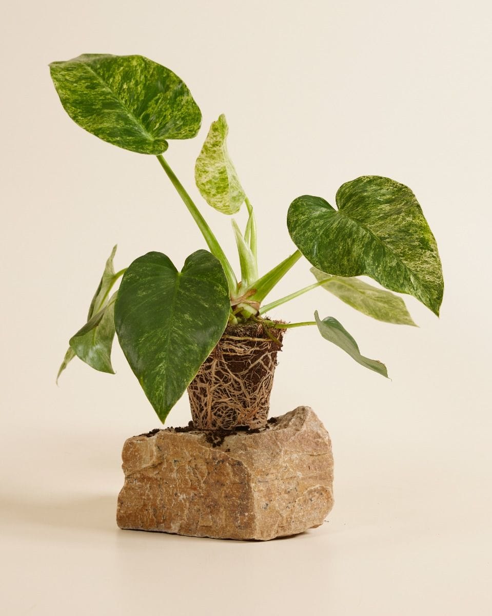 Philodendron Giganteum Blizzard