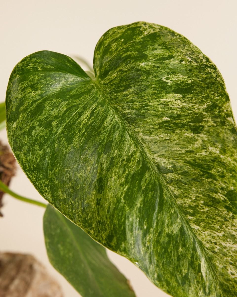 Philodendron Giganteum Blizzard
