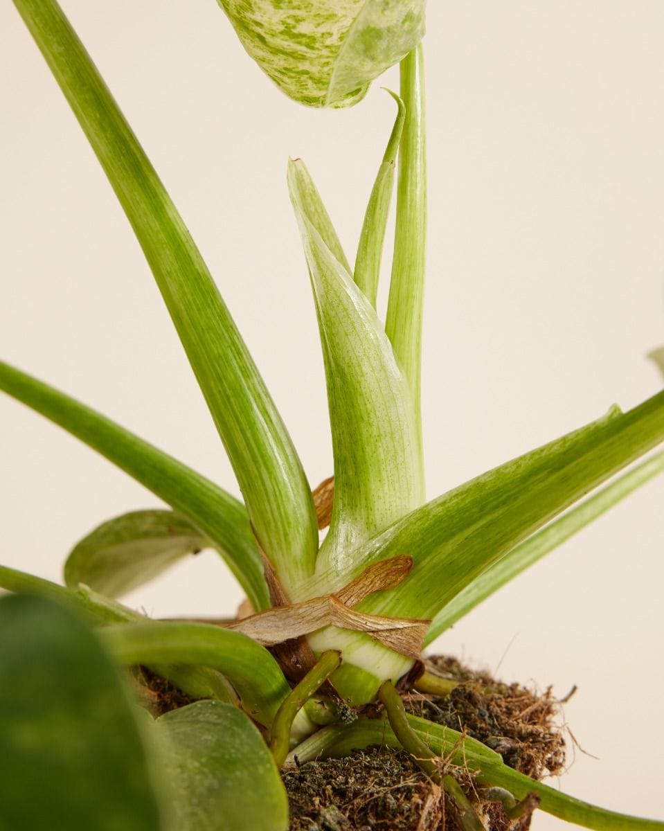 Philodendron Giganteum Blizzard