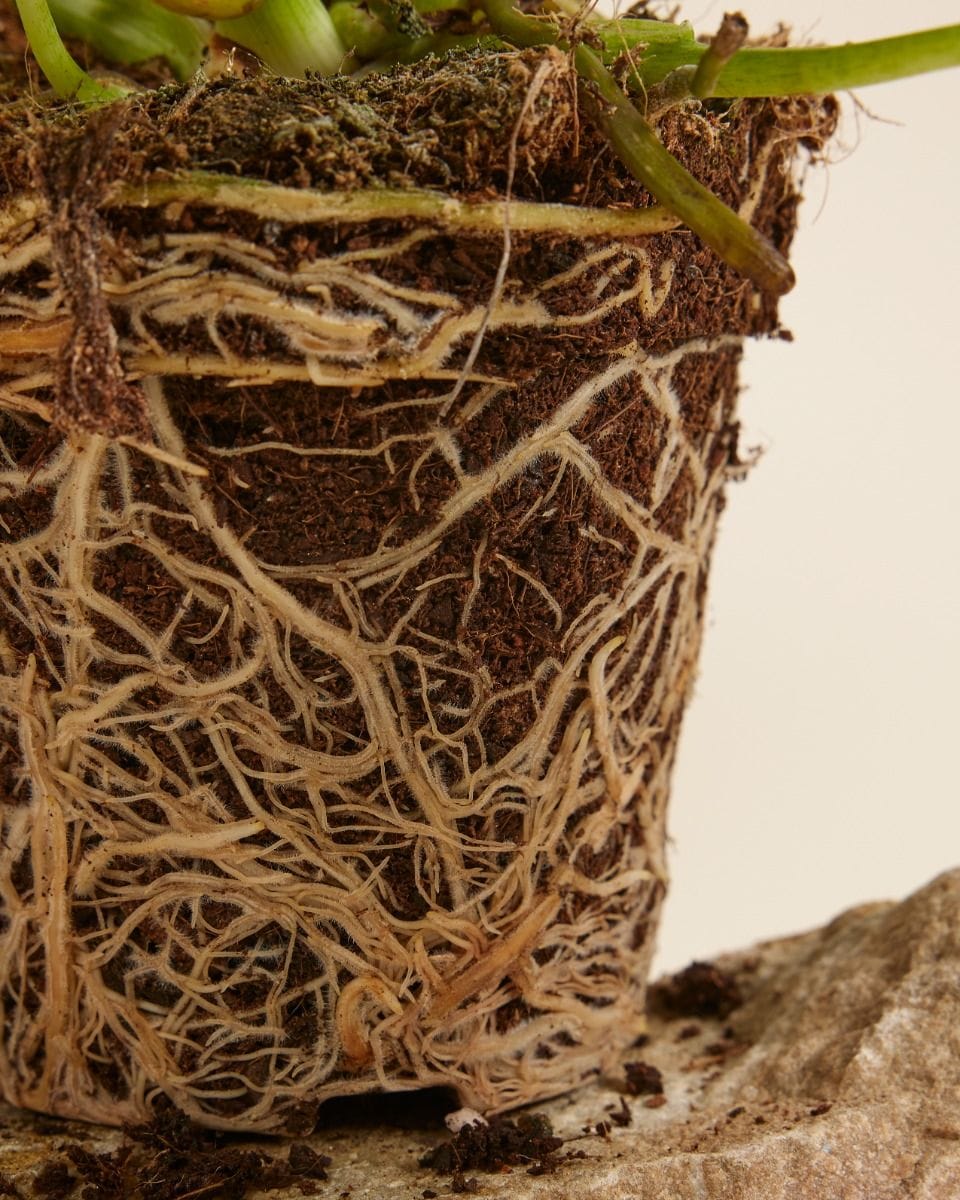 Philodendron Giganteum Blizzard