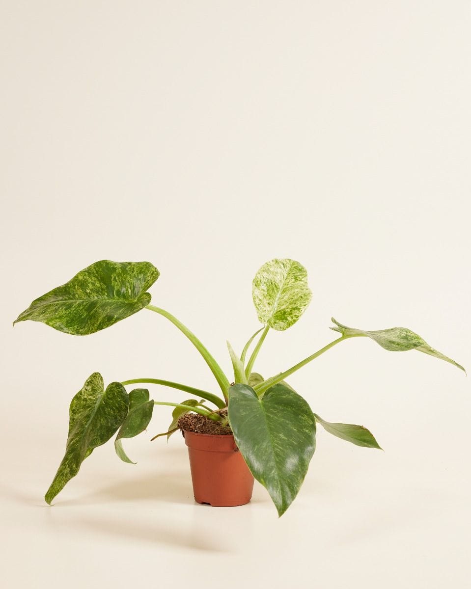Philodendron Giganteum Blizzard