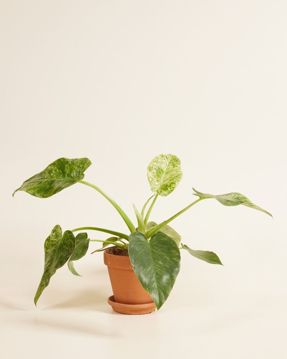 Philodendron Giganteum Blizzard