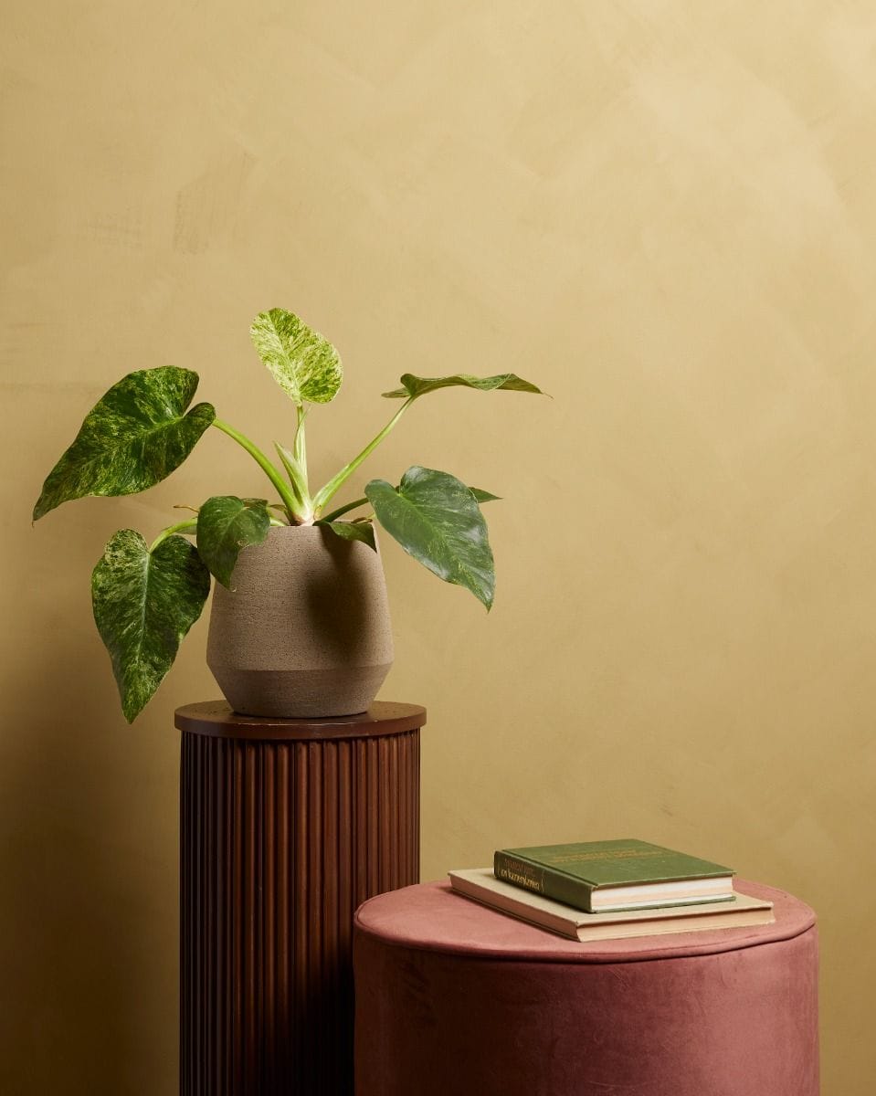 Philodendron Giganteum Blizzard