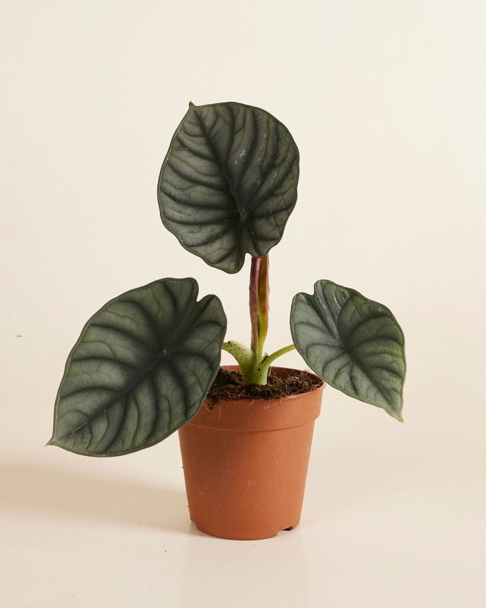 Alocasia Elephant Ears Nebula