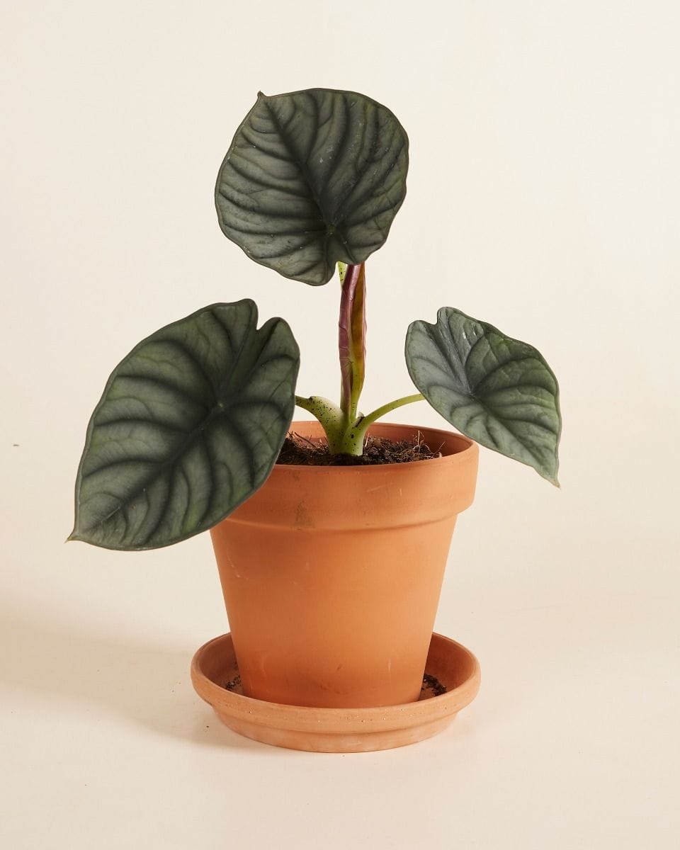 Alocasia Elephant Ears Nebula