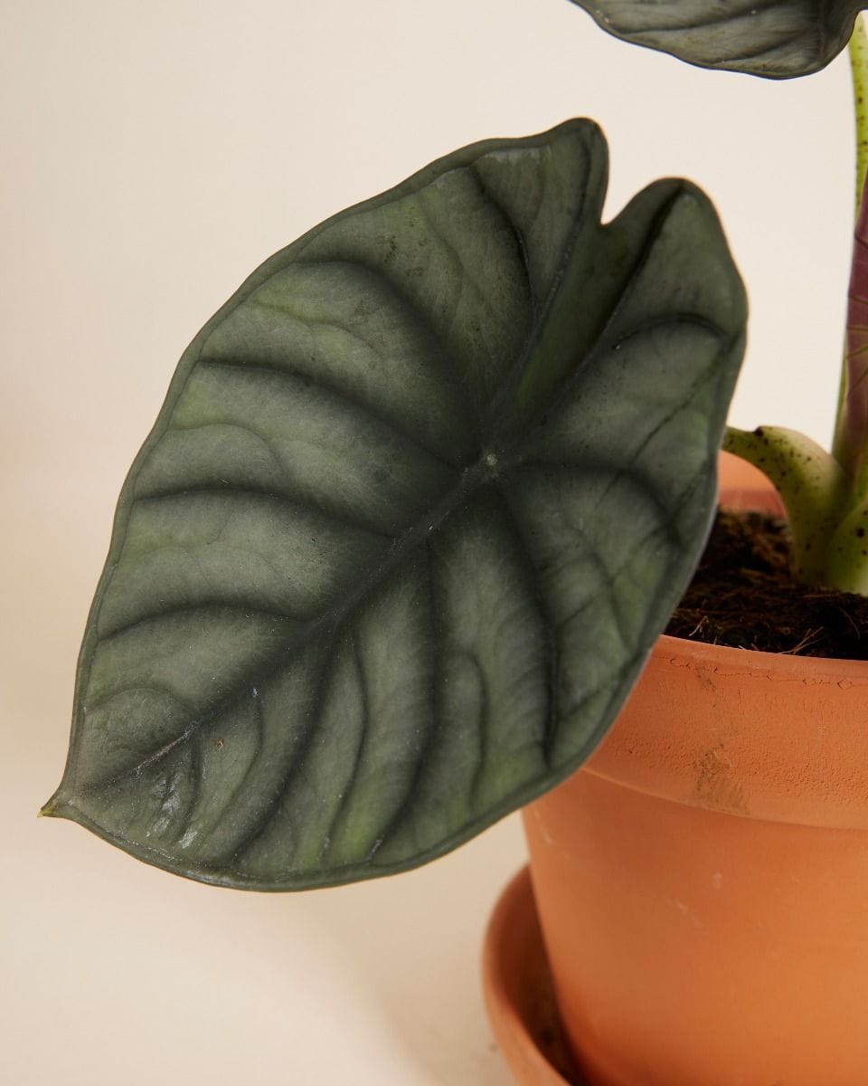 Alocasia Elephant Ears Nebula