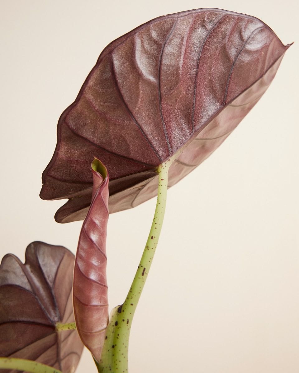 Alocasia Elephant Ears Nebula