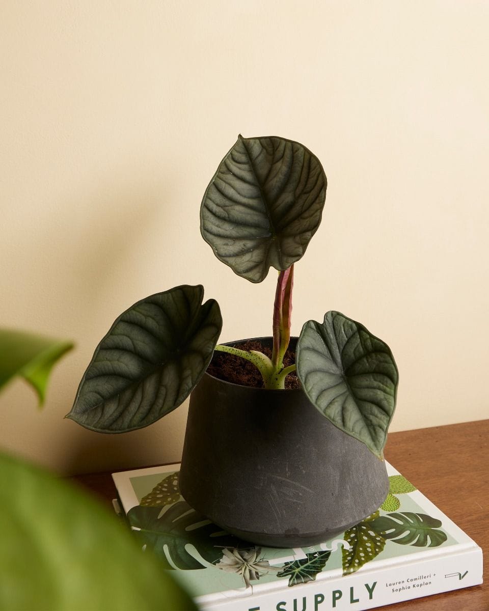 Alocasia Elephant Ears Nebula