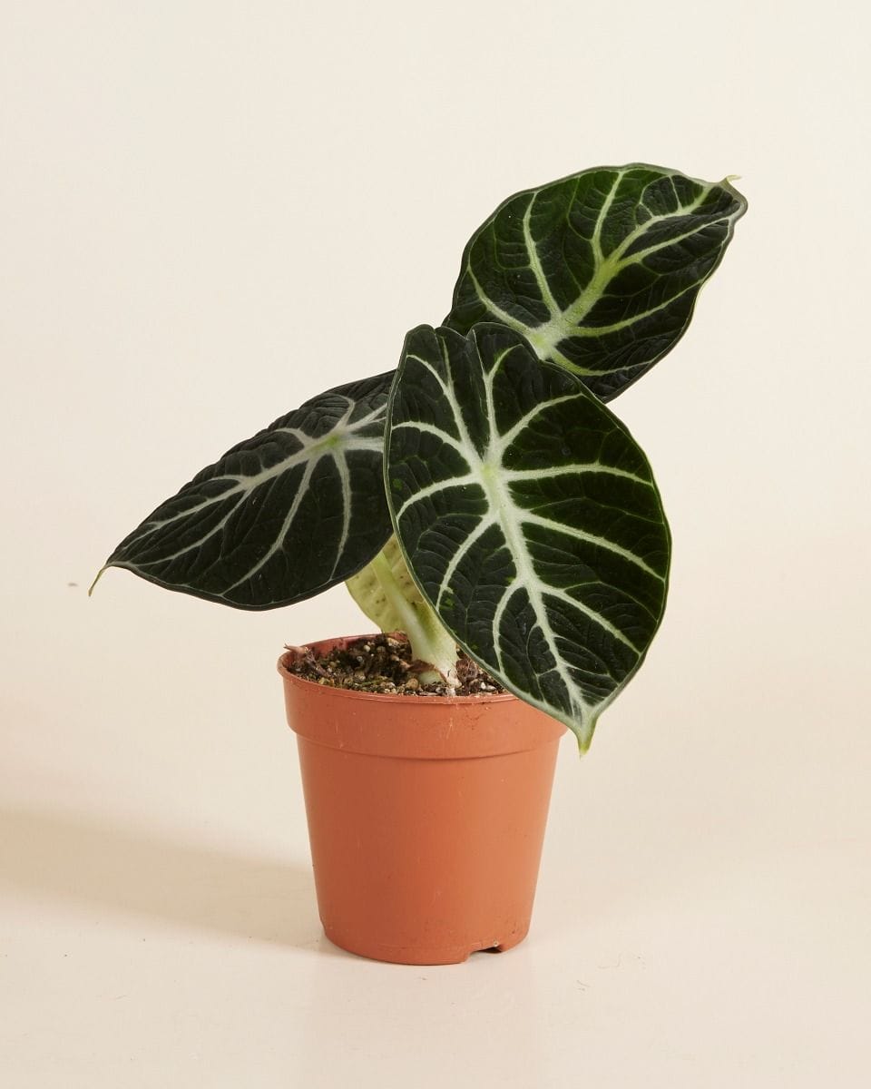 Alocasia Elephant Ears Ninja