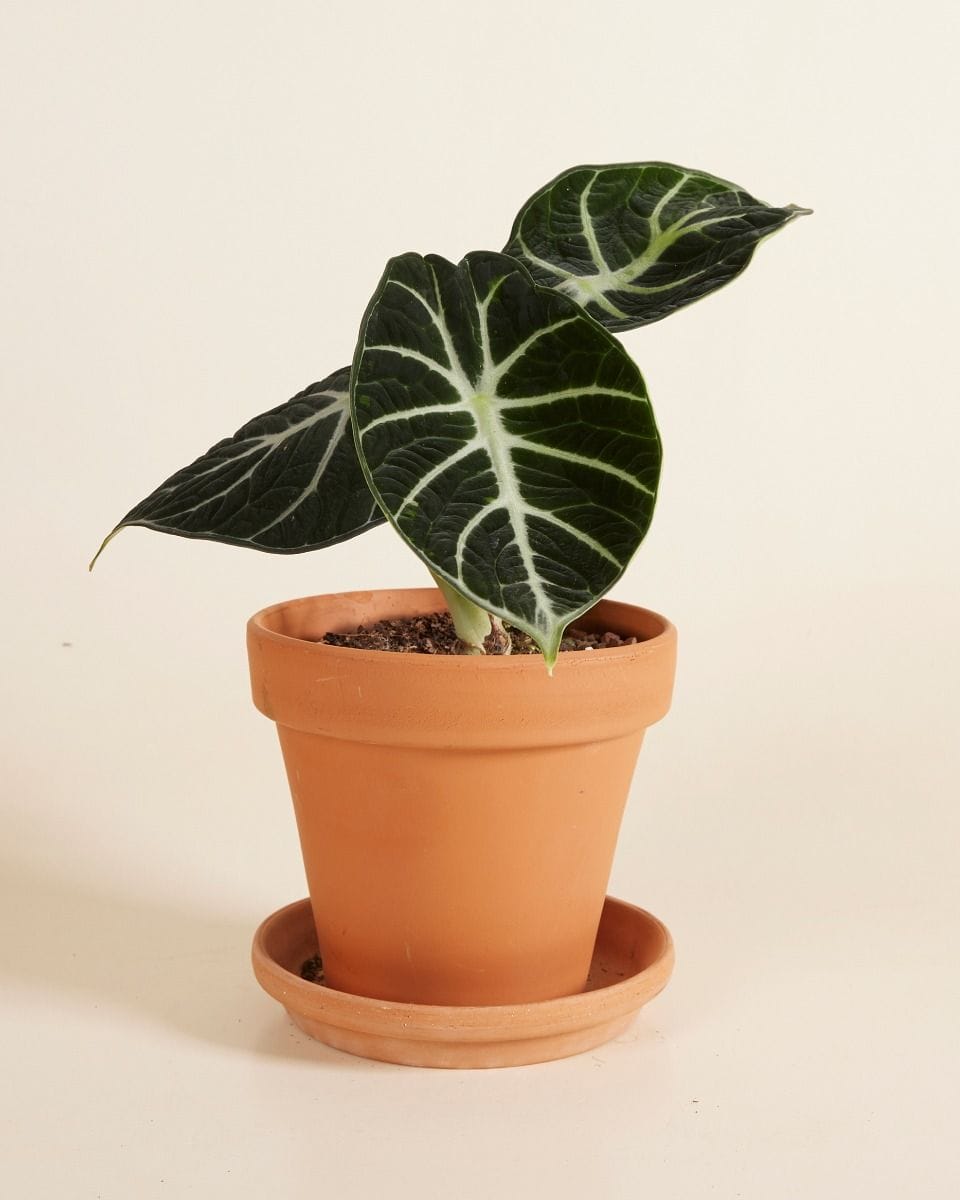 Alocasia Elephant Ears Ninja
