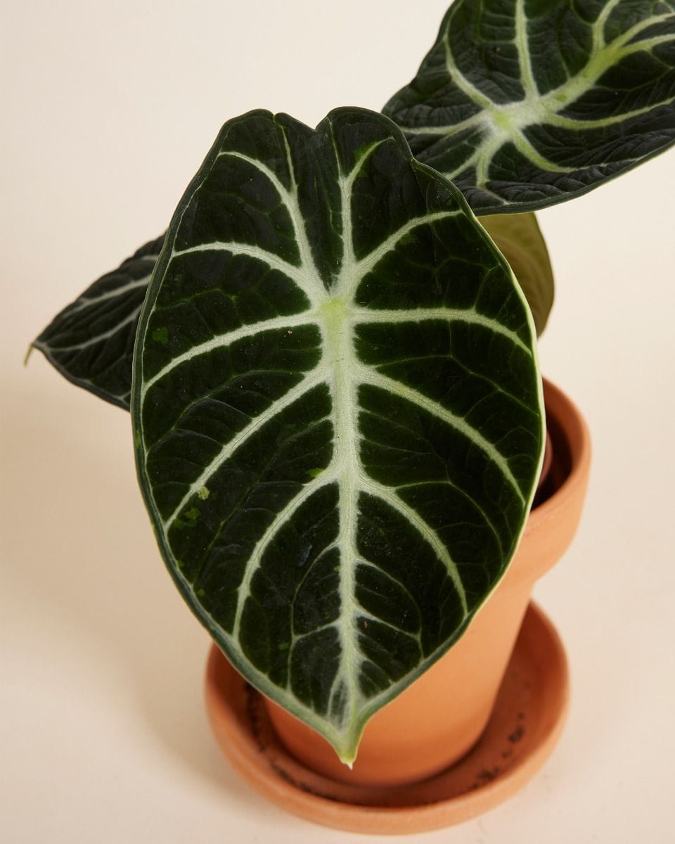 Alocasia Elephant Ears Ninja