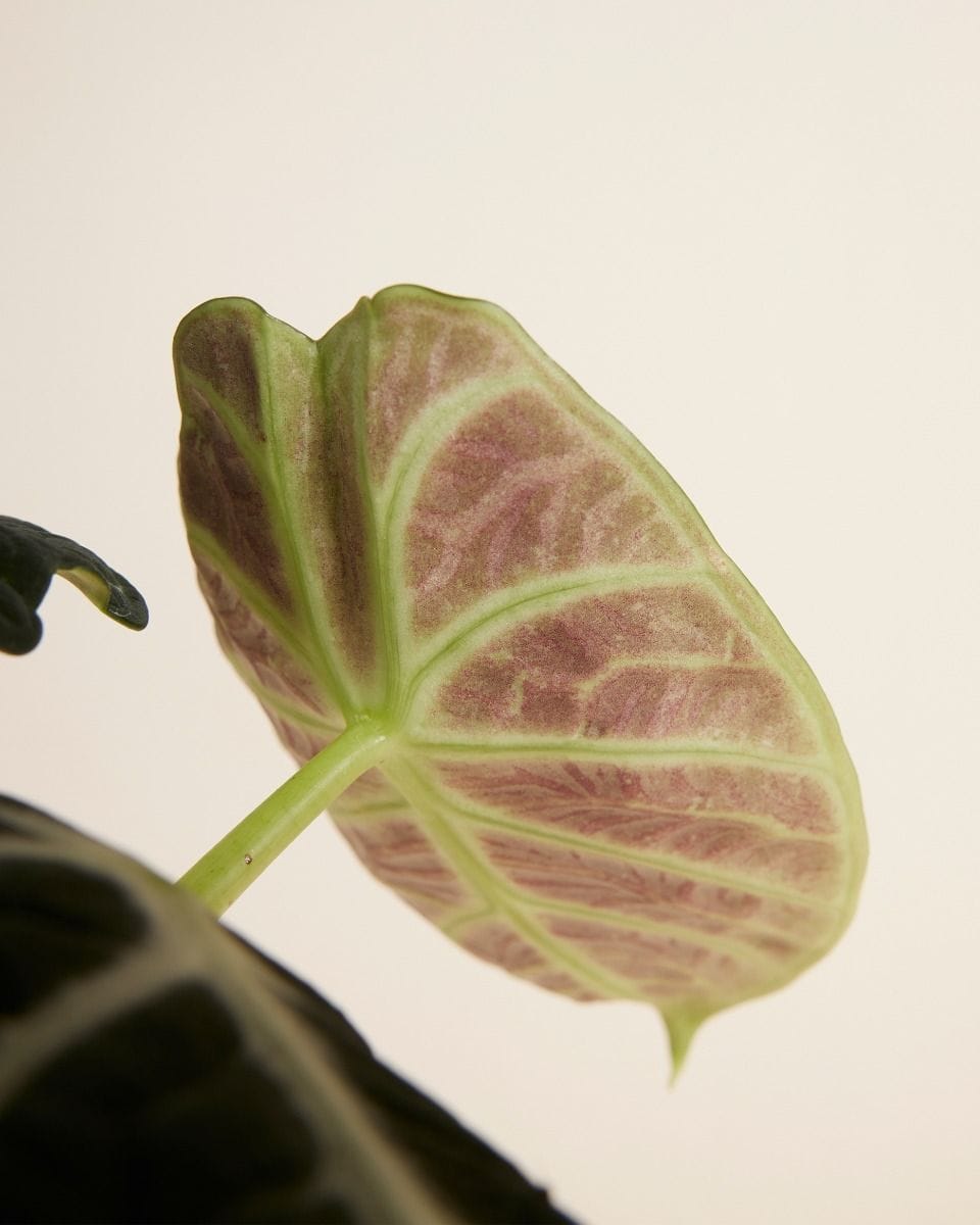 Alocasia Elephant Ears Ninja
