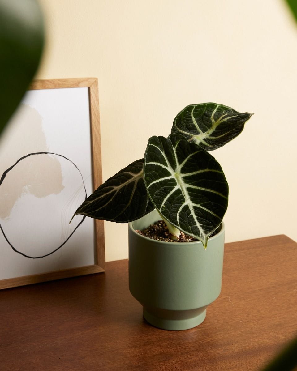 Alocasia Elephant Ears Ninja