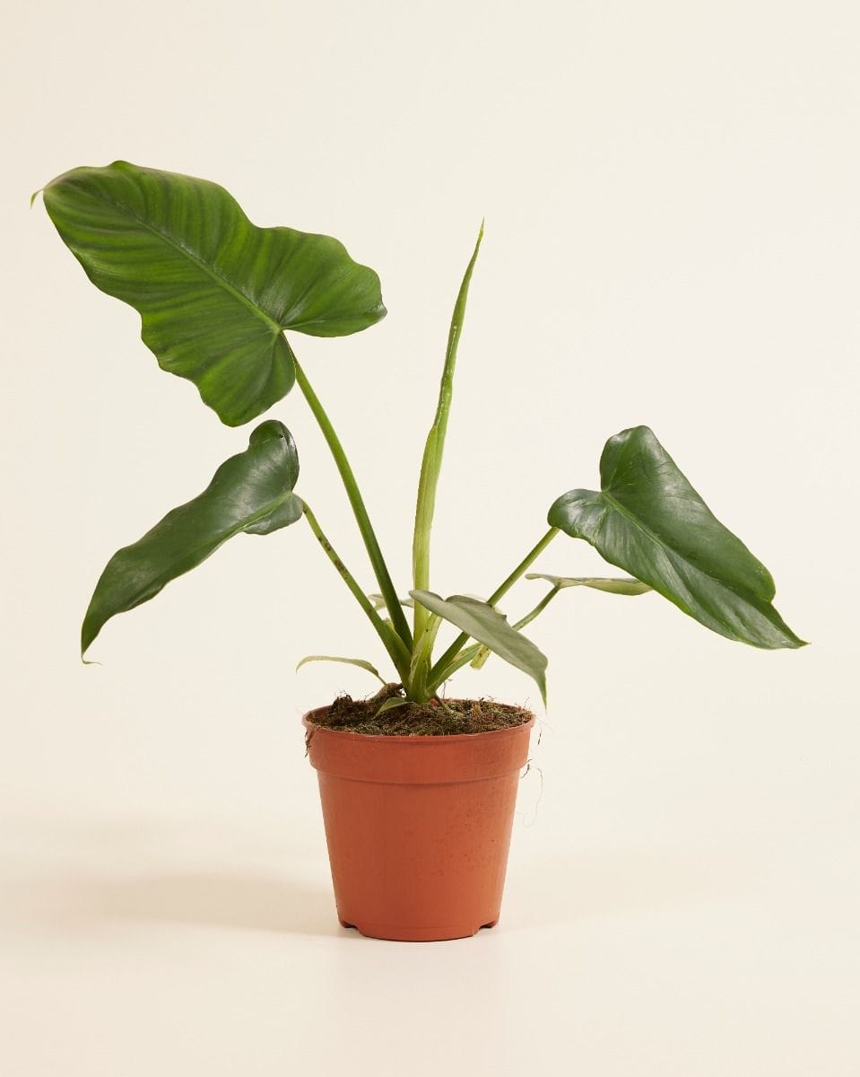 Philodendron Filodendro Golden Dragon