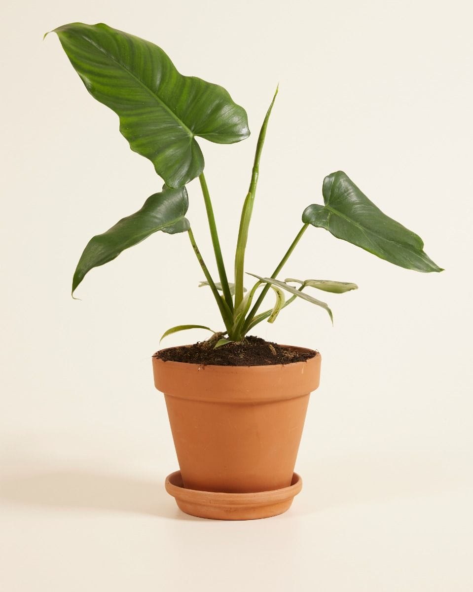 Philodendron Filodendro Golden Dragon