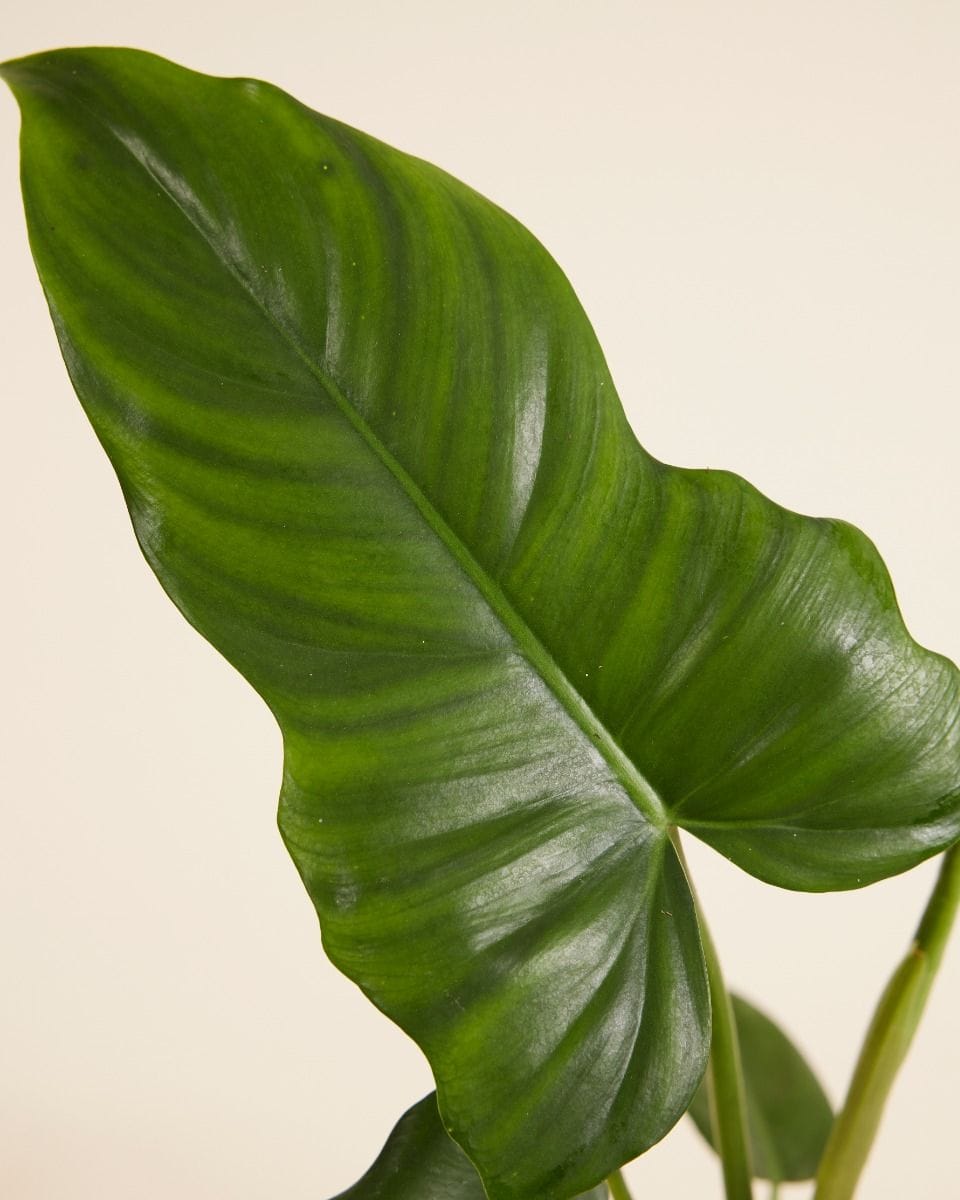 Philodendron Filodendro Golden Dragon