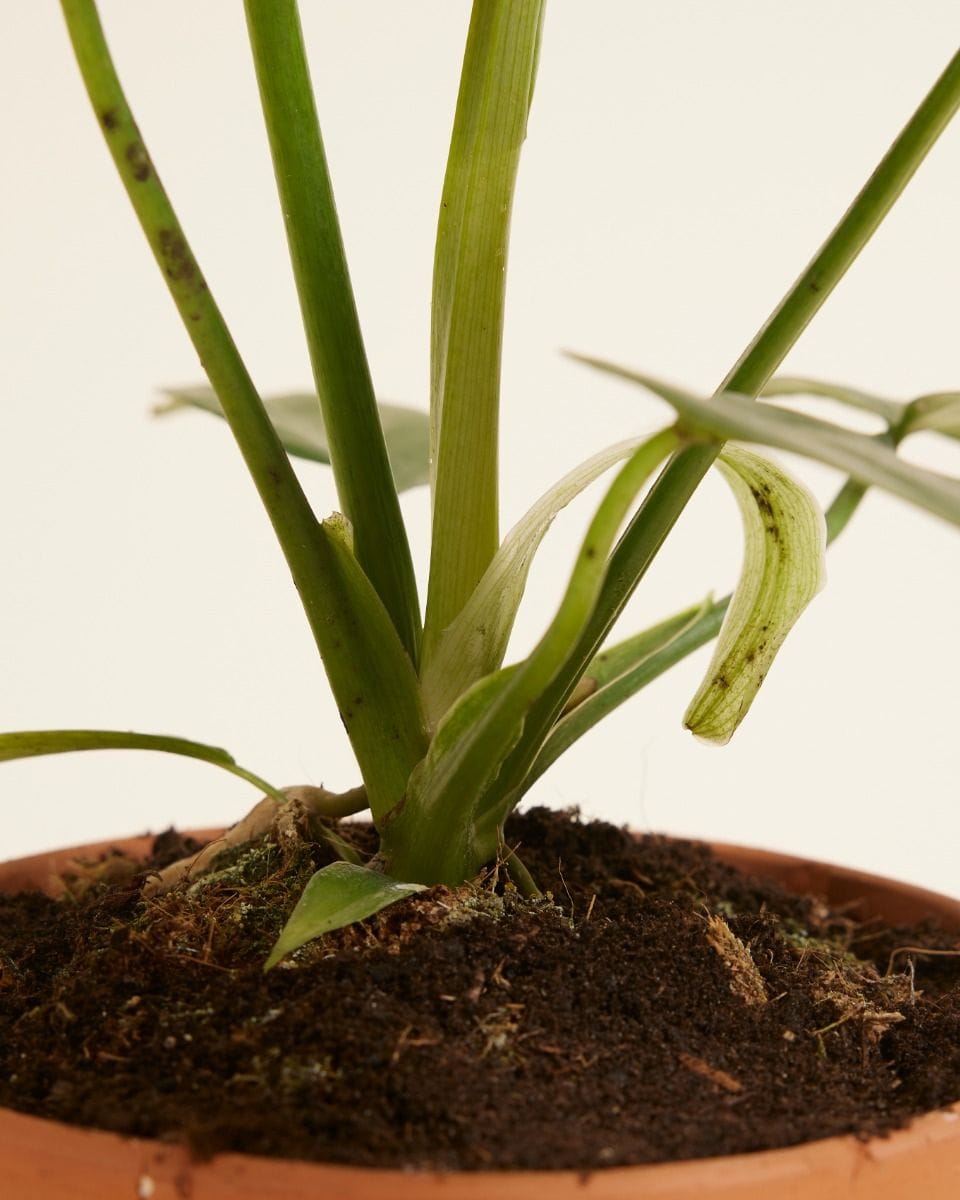 Philodendron Filodendro Golden Dragon
