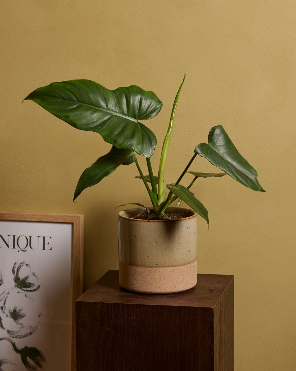 Philodendron Filodendro Golden Dragon