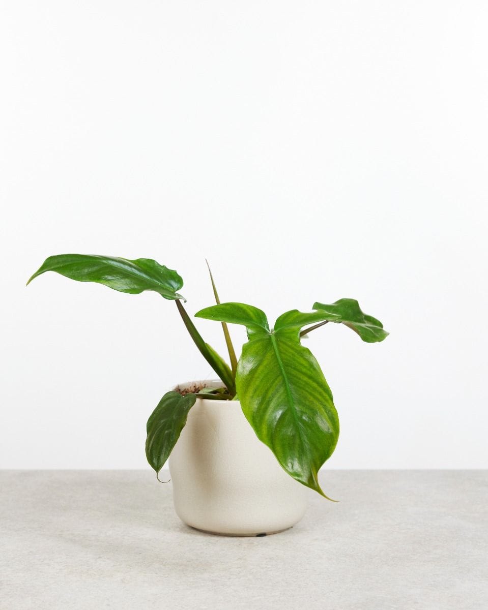 Philodendron Baumfreund Tripartitum