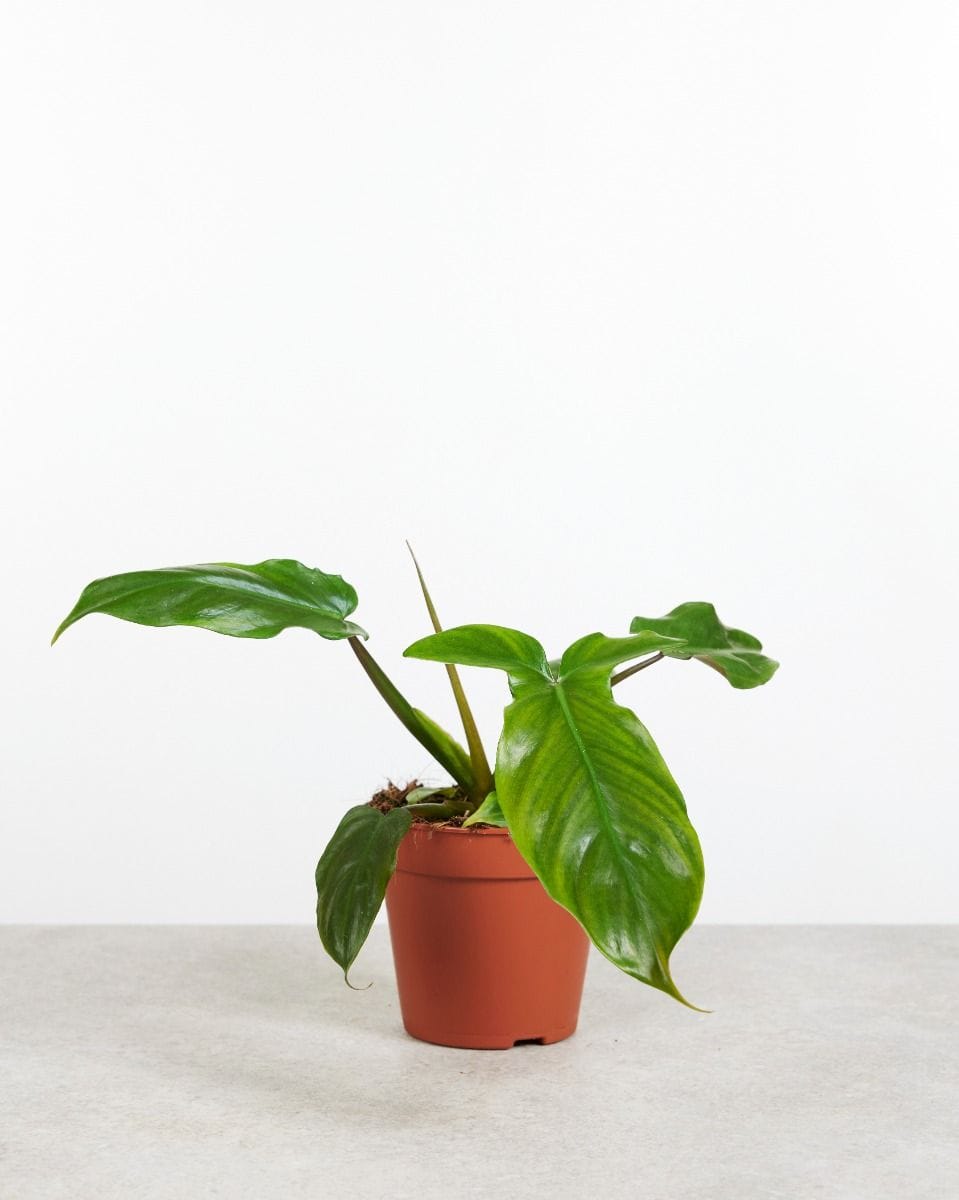 Philodendron Baumfreund Tripartitum
