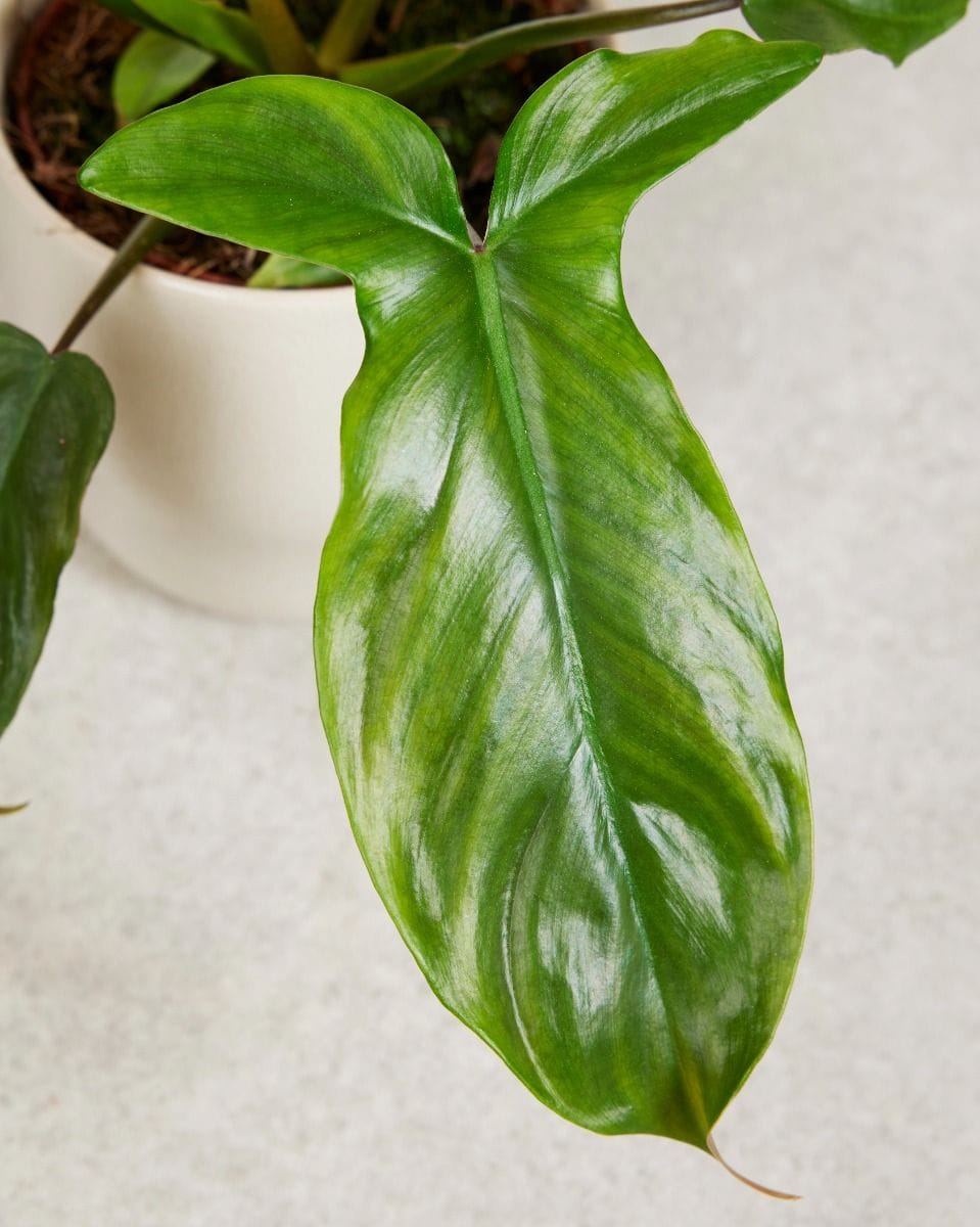Philodendron Baumfreund Tripartitum