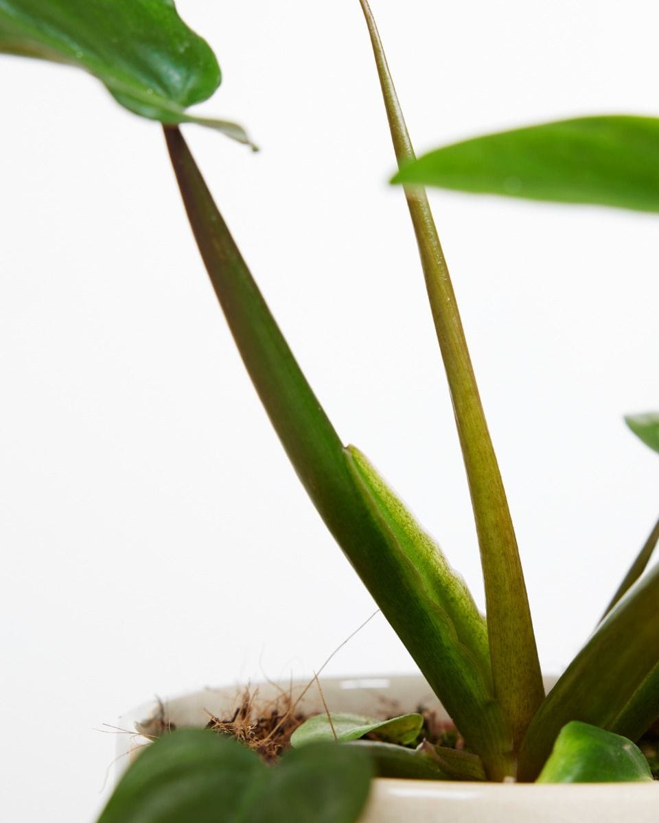 Philodendron Baumfreund Tripartitum