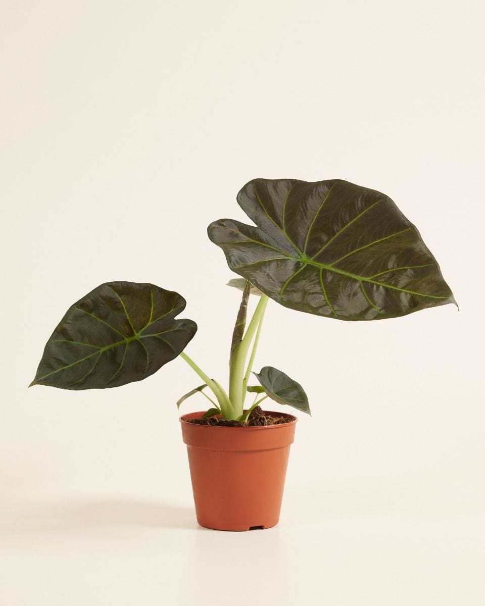 Alocasia Elephant Ears Regal Shield