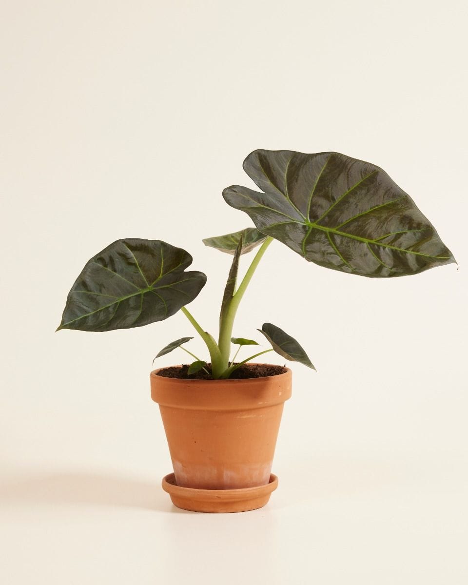 Alocasia Elephant Ears Regal Shield