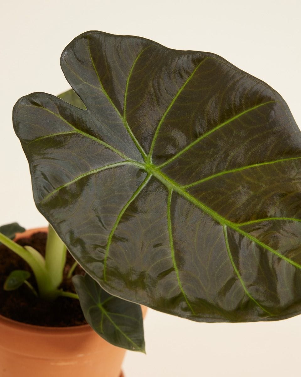 Alocasia Elephant Ears Regal Shield