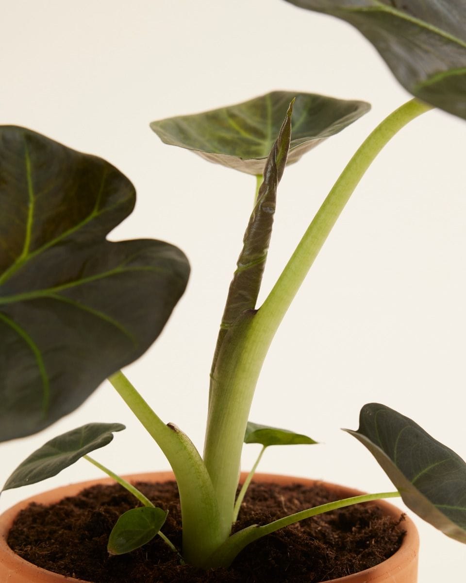 Alocasia Elephant Ears Regal Shield